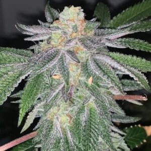 Wedding Sorbet by Exhalt Genetics