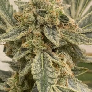 Sorbet Breath OG by Exhalt Genetics