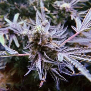 Biker Rush OG by Exhalt Genetics