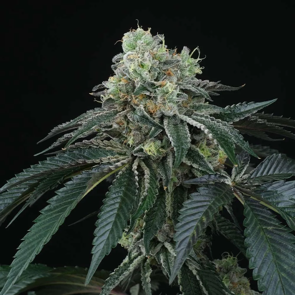 Bingsu Regular by Perfect Tree Seeds