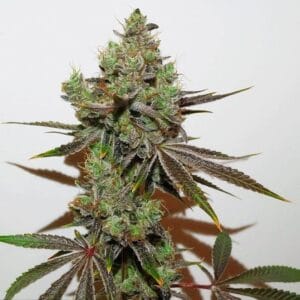 Dark Shadow Haze Regular Cannabis Seeds by Rare Dankness