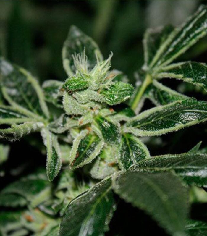Sementes feminizadas Dark Star Kush Female by T.H.Seeds