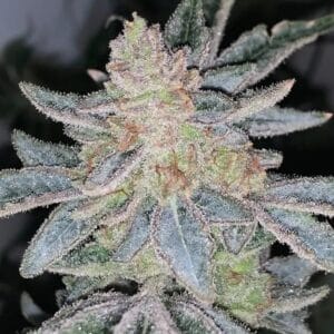 Gelato Space Princess by Exhalt Genetics