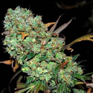 Sour Leda Regular by Karma Genetics