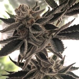 Do-Si-Dos Z Female by The Plug Seedbank