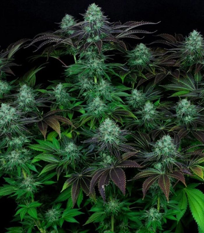 Sementes regulares DarkStar Kush by T.H.Seeds
