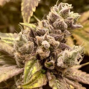 Runtz Ghost Train Female by Rare Dankness