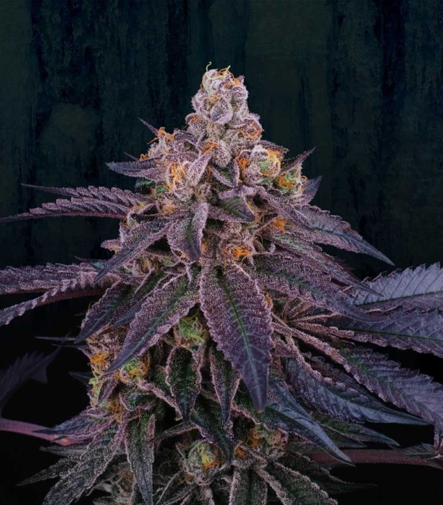 granita-female-weed-seeds-perfect-tree