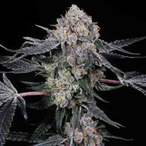 High Society Female By Compound Genetics