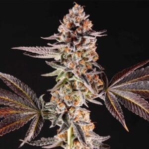 La Bomba Female By Compound Genetics
