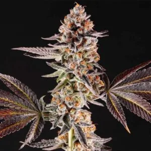 La Bomba Female By Compound Genetics