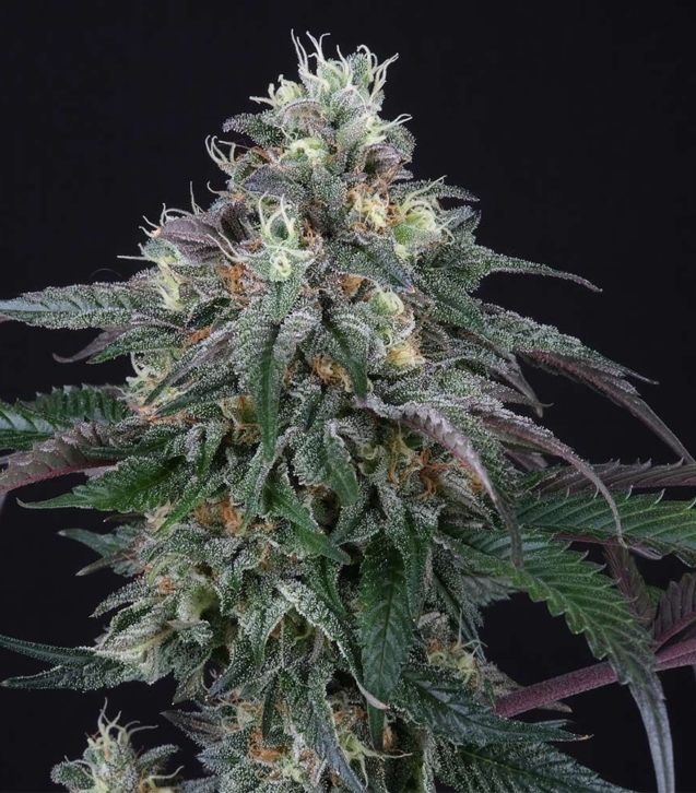 lemon-curd-female-cannabis-weed-seed-perfect-tree-seeds_1