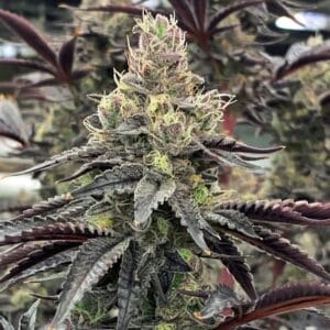 Luv Muffin Female by Rare Dankness