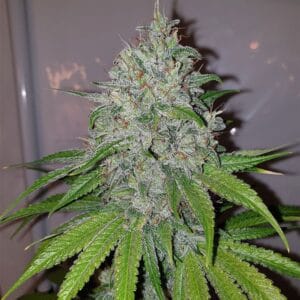 Mango Lassi Female by Karma Genetics