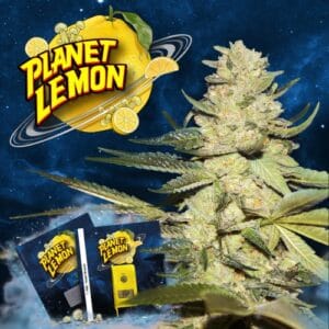 Planet Lemon Female by T.H.Seeds