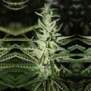 Somali Taxi Ride by Rare Dankness