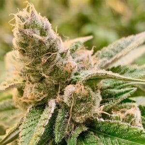 Tangerine Somali Regular by Rare Danknesss