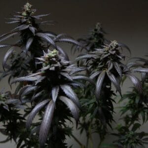 Blue Sherbert S1 Female by The Plug Seedbank