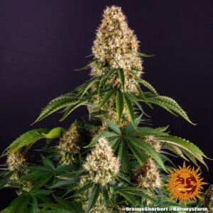 Orange Sherbet by Barneys Farm - 5 Seeds