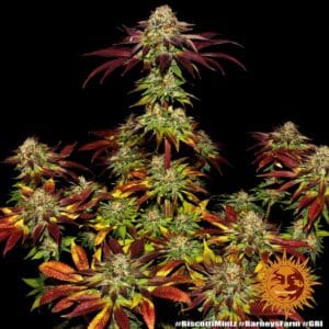 Biscotti Mintz by Barneys Farm - 5 Seeds