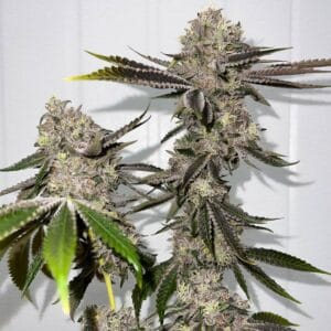 Sour OG Regular Seeds - Fidel's Seed Co