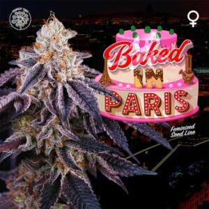 Baked in Paris Feminizada - Perfect Tree