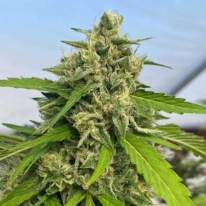 Judge Dread Feminizada - Karma Genetics