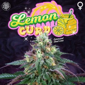 Lemon Curd Feminizada - Perfect Tree