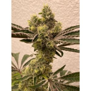 Bitter Orange - Symbiotic Genetics