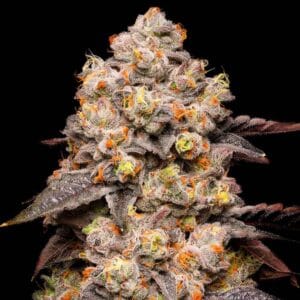 Dried Fruit Feminizada (3) - Cookies Seed Bank