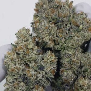 Sweatband OG - Karma Genetics