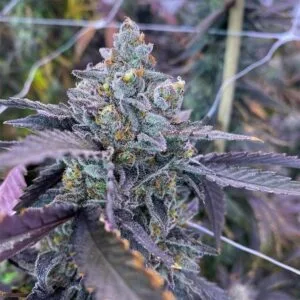 Kiyomi - Symbiotic Genetics