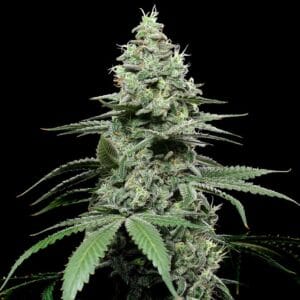 SunSet Pie Feminizada - Cookies Seed Bank