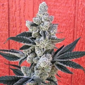 Flow State - Symbiotic Genetics