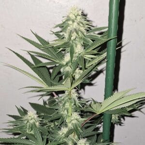 Zi Fritter - Karma Genetics