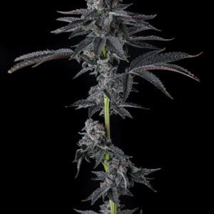 Bullz Eye Feminizada - Compound Genetics