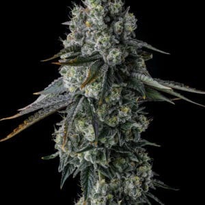 Chem 51 Feminizada - Compound Genetics