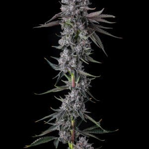 Chrome Dome Feminizada - Compound Genetics