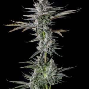 Guwop Green Feminizada - Compound Genetics