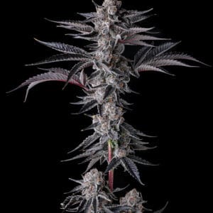 New Money Feminizada - Compound Genetics