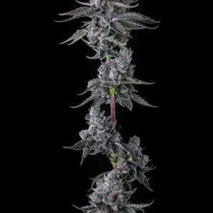 Old Money Feminizada - Compound Genetics