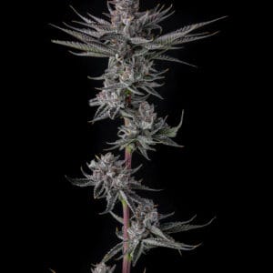 Rah Tah Tah Feminizada - Compound Genetics