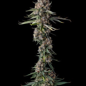 Versace Sour Feminizada - Compound Genetics