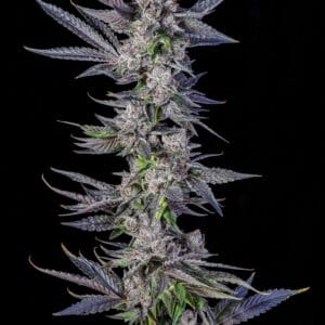 Runtz Carlton Feminizada - Compound Genetics