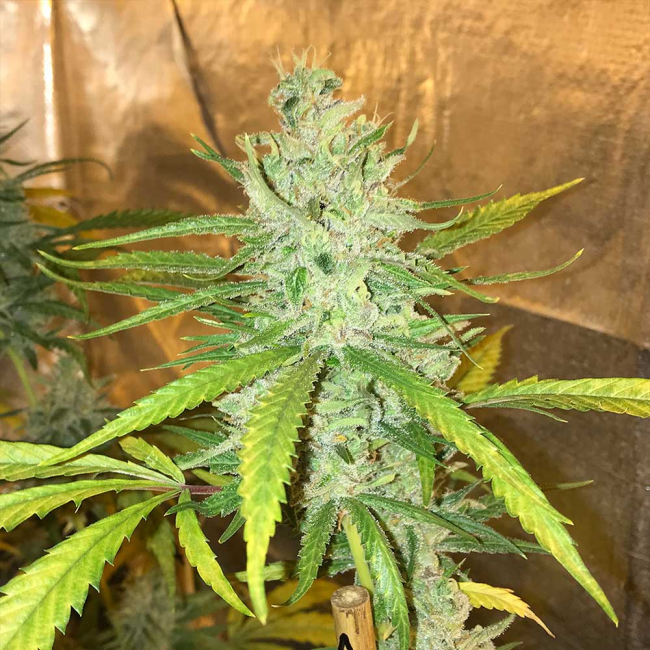 Sementes feminizadas Amnesia Haze – Soma's Seeds