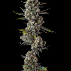 Cellar Stash Feminizada - Compound Genetics