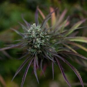 Pear Blossom - East Fork Cultivars