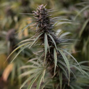 Oregon Guava - East Fork Cultivars