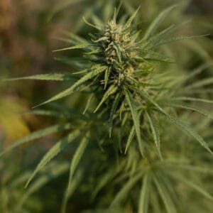 Oregon Sweetgum - East Fork Cultivars