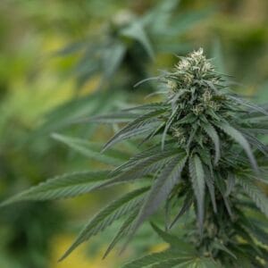 Pineapple Kush - East Fork Cultivars